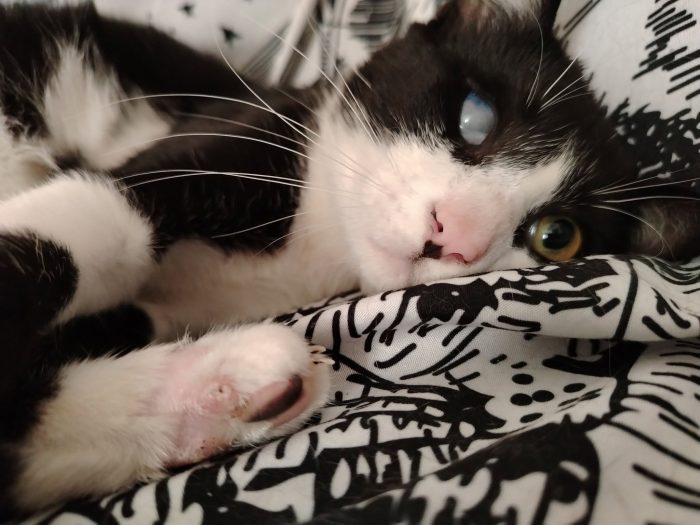 Sagat, giovane gatto in cerca di famiglia