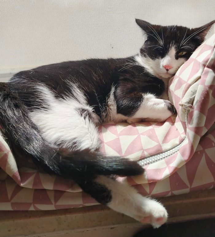 Sagat, giovane gatto in cerca di famiglia - media 4