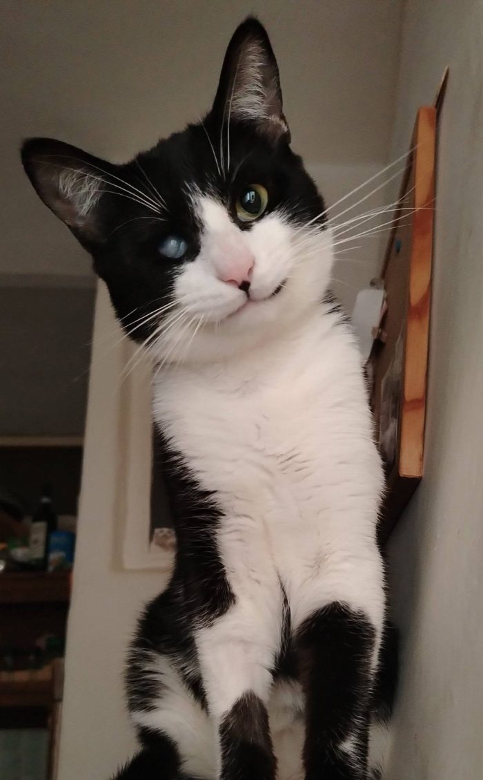 Sagat, giovane gatto in cerca di famiglia - media 5