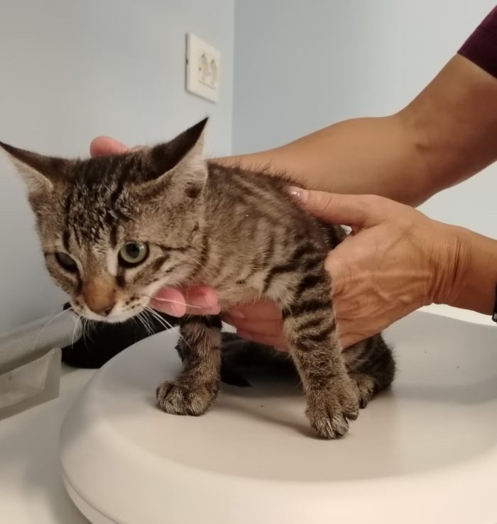 Gattini tigrati cercano casa urgentemente
