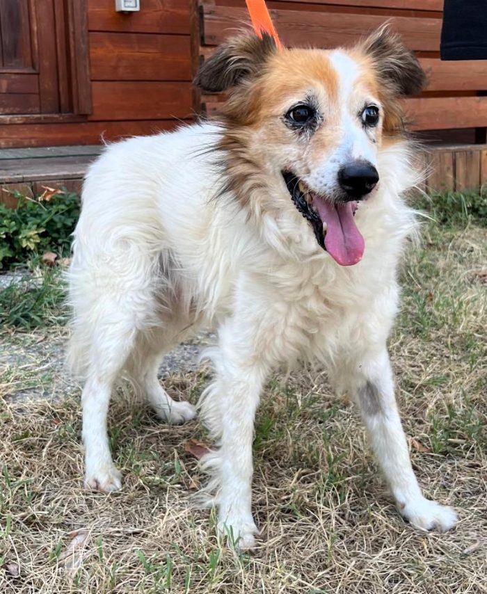 MAX TENEREZZA FATTA CANE