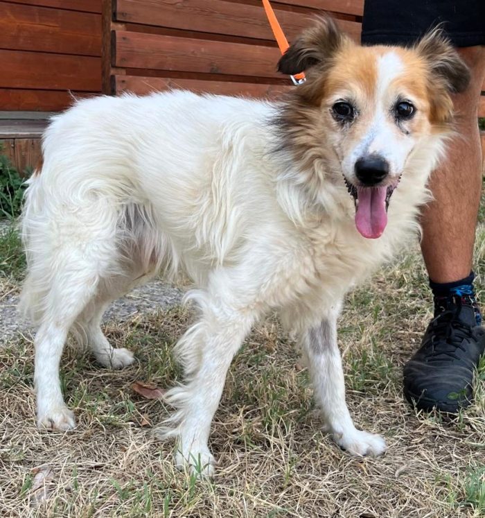 MAX TENEREZZA FATTA CANE