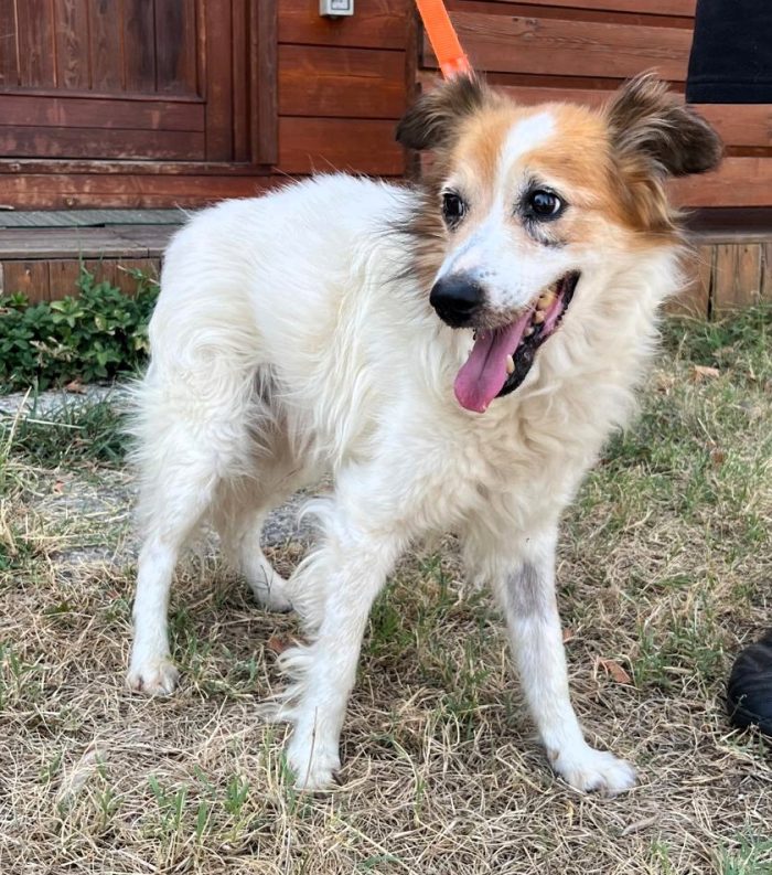 MAX TENEREZZA FATTA CANE