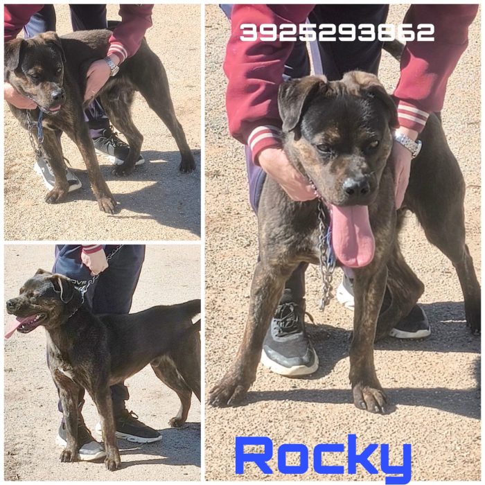 Rocky cerca una famiglia paziente che lo ami