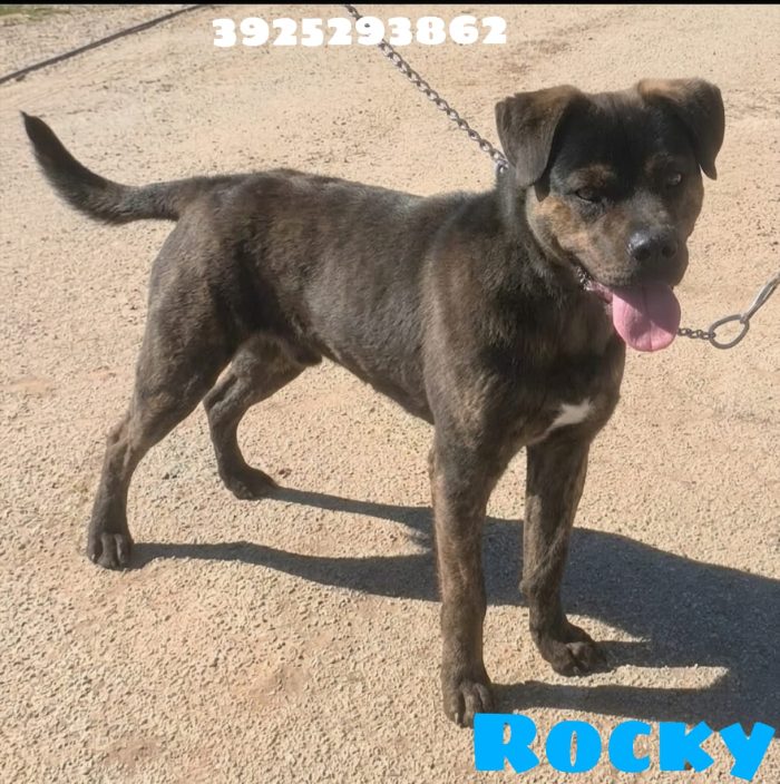 Rocky cerca una famiglia paziente che lo ami