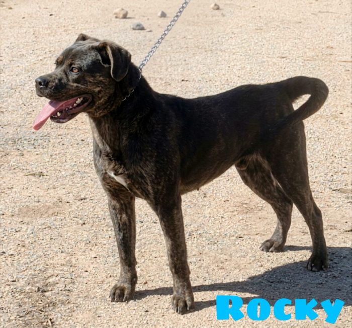 Rocky cerca una famiglia paziente che lo ami - media 4