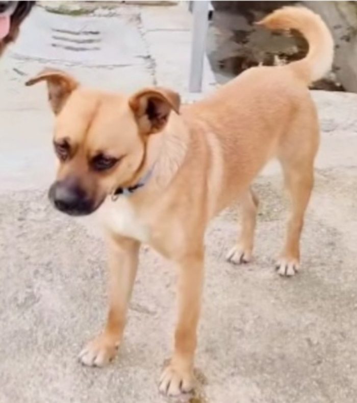 Tonino 2anni la sua adozione al nord durata 10giorni!! CALABRIA