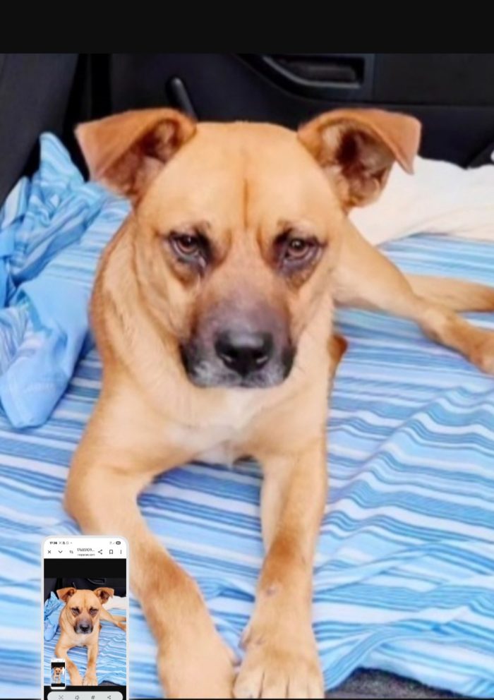 Tonino 2anni la sua adozione al nord durata 10giorni!! CALABRIA