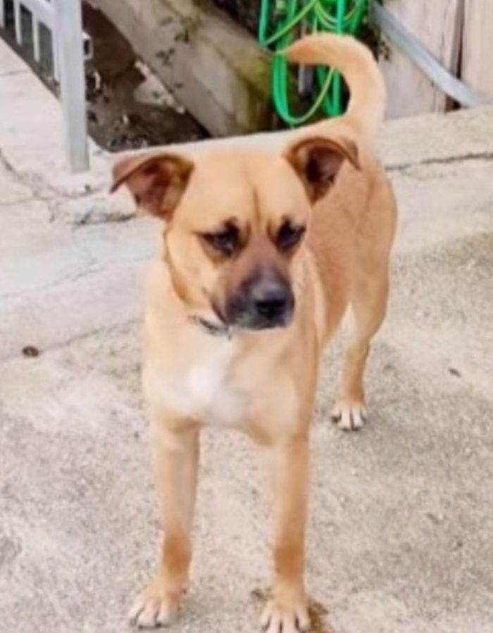 Tonino 2anni la sua adozione al nord durata 10giorni!! CALABRIA
