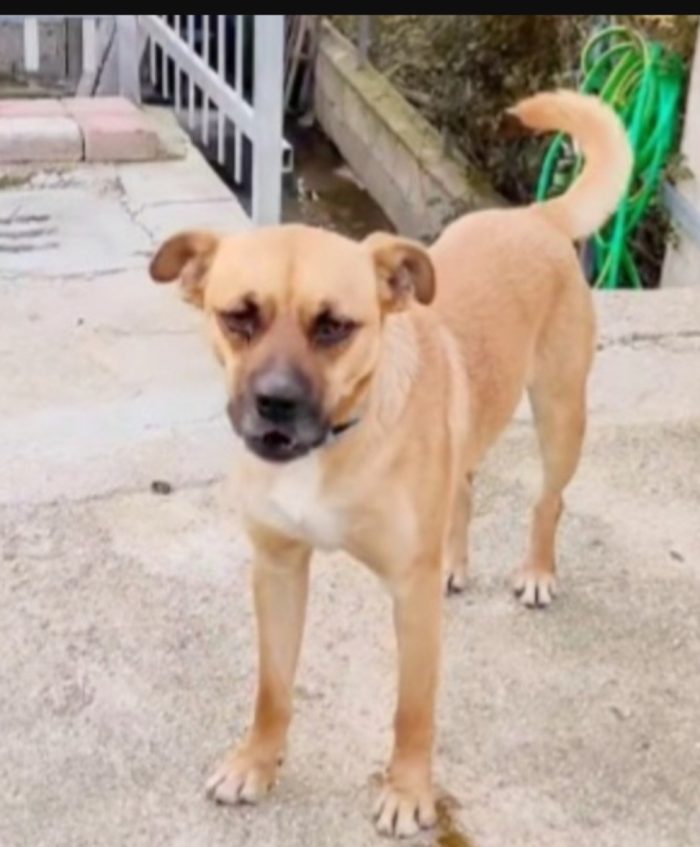 Tonino 2anni la sua adozione al nord durata 10giorni!! CALABRIA - media 5