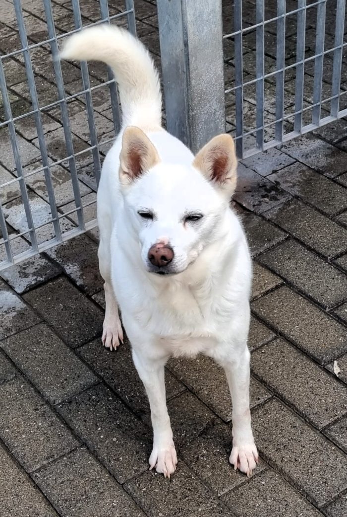 FOX ASPETTA UN AMORE PER SEMPRE