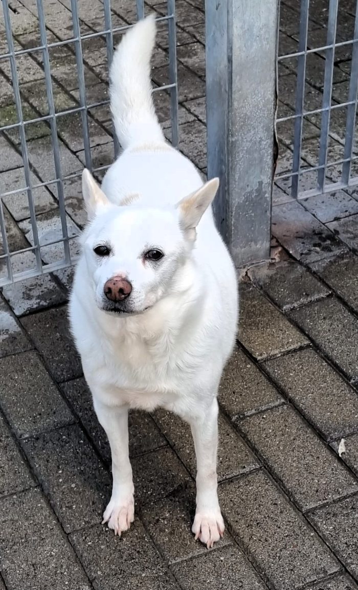 FOX ASPETTA UN AMORE PER SEMPRE - media 7