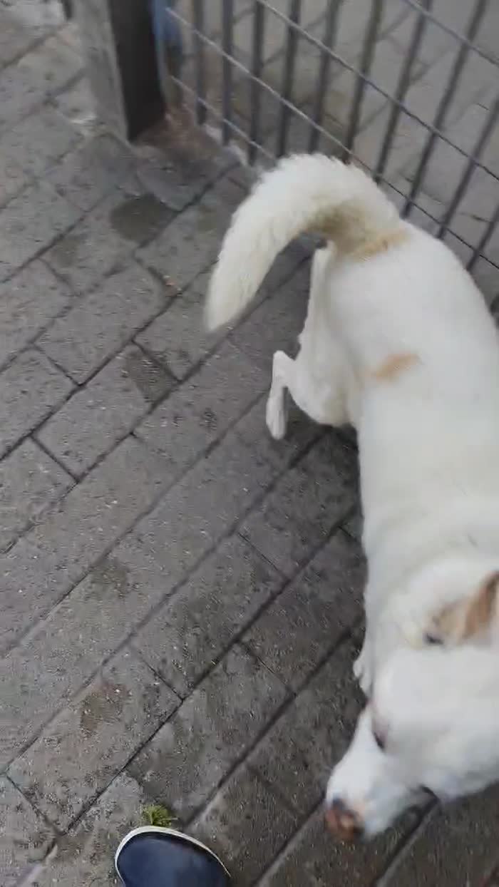 FOX ASPETTA UN AMORE PER SEMPRE - media 8