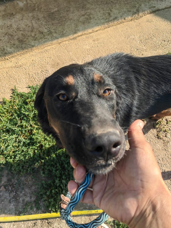 Sofia splendida cucciolotta simil Pastore
