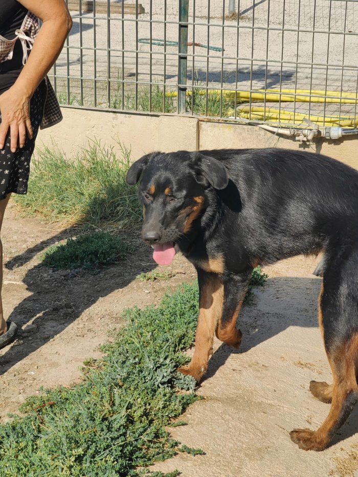 Sofia splendida cucciolotta simil Pastore - media 6