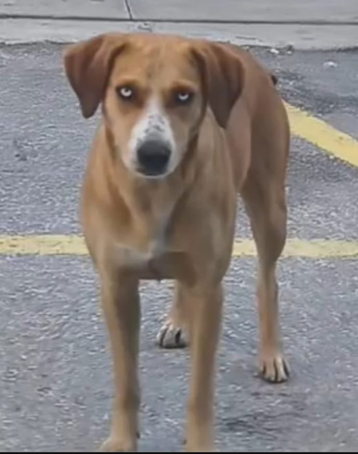Livia 2anni occhi chiari nata in una terra ostile agli animali!!! SOS SALVEZZA
