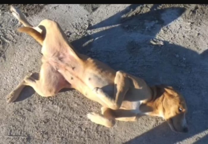 Livia 2anni occhi chiari nata in una terra ostile agli animali!!! SOS SALVEZZA