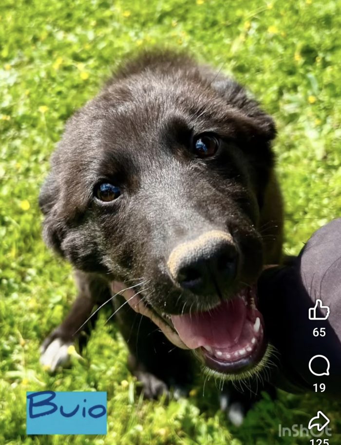 Buio il cucciolo che ha bisogno di aiuto