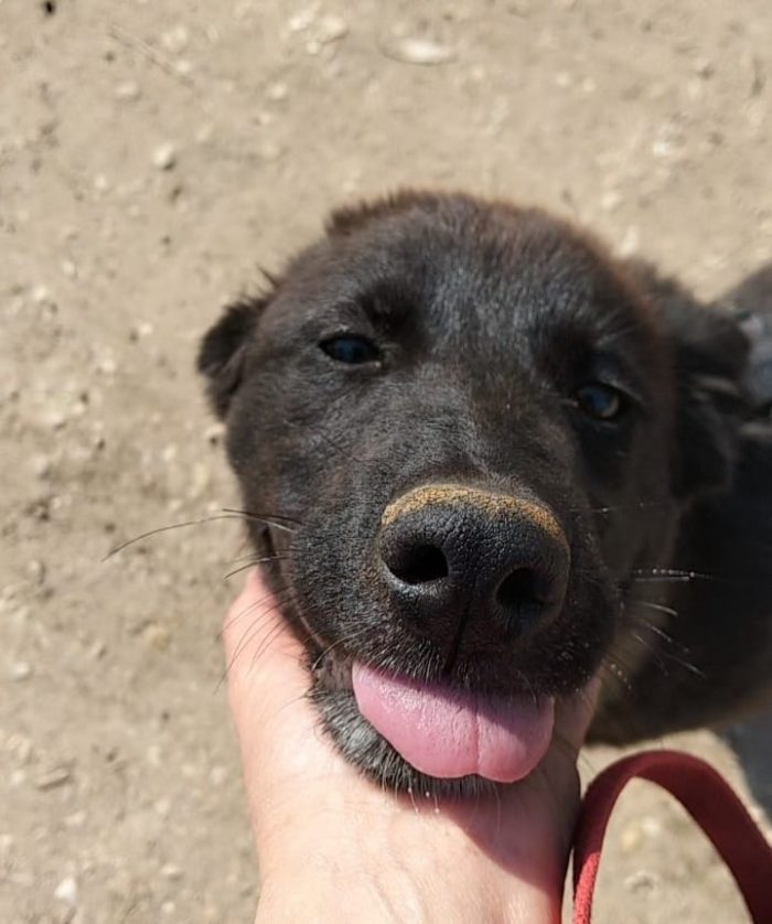 Buio il cucciolo che ha bisogno di aiuto