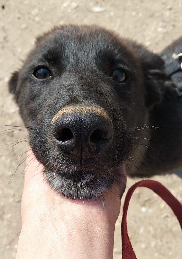 Buio il cucciolo che ha bisogno di aiuto - media 4