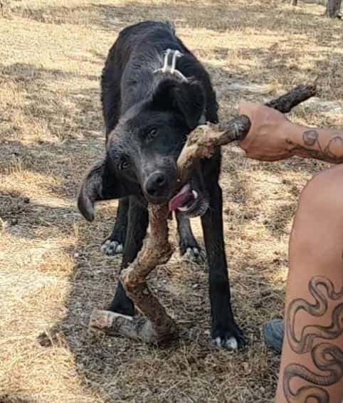 Buio il cucciolo che ha bisogno di aiuto