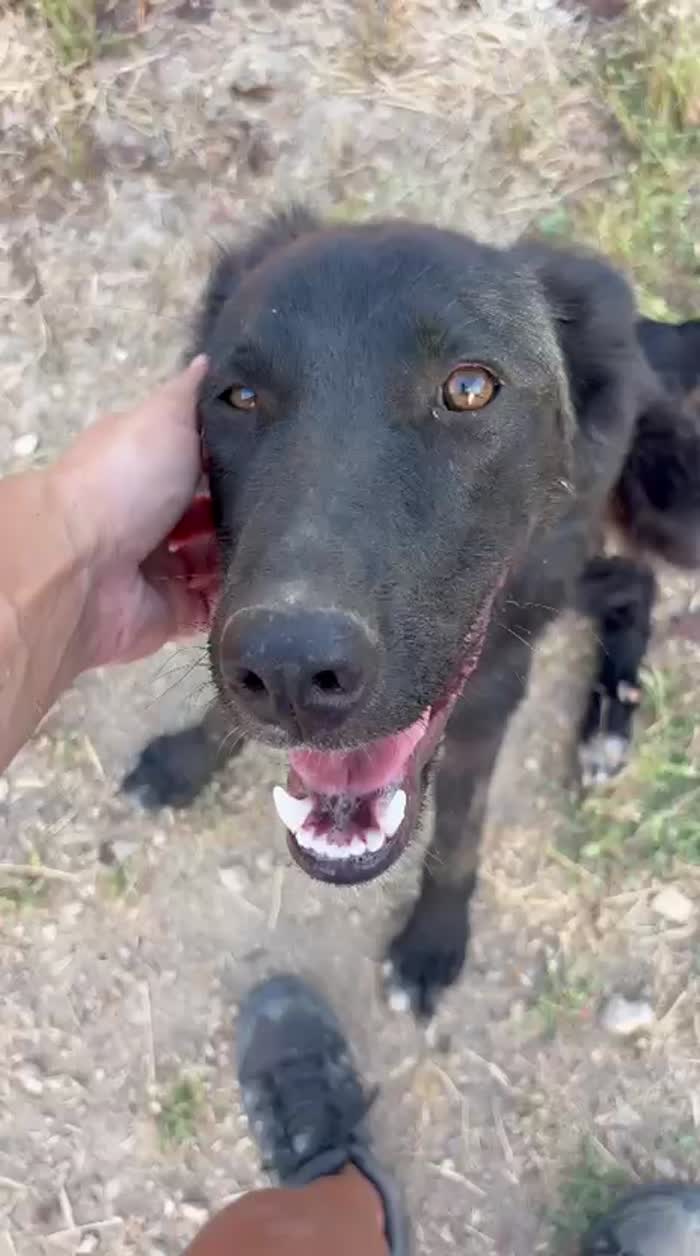 Buio il cucciolo che ha bisogno di aiuto - media 5