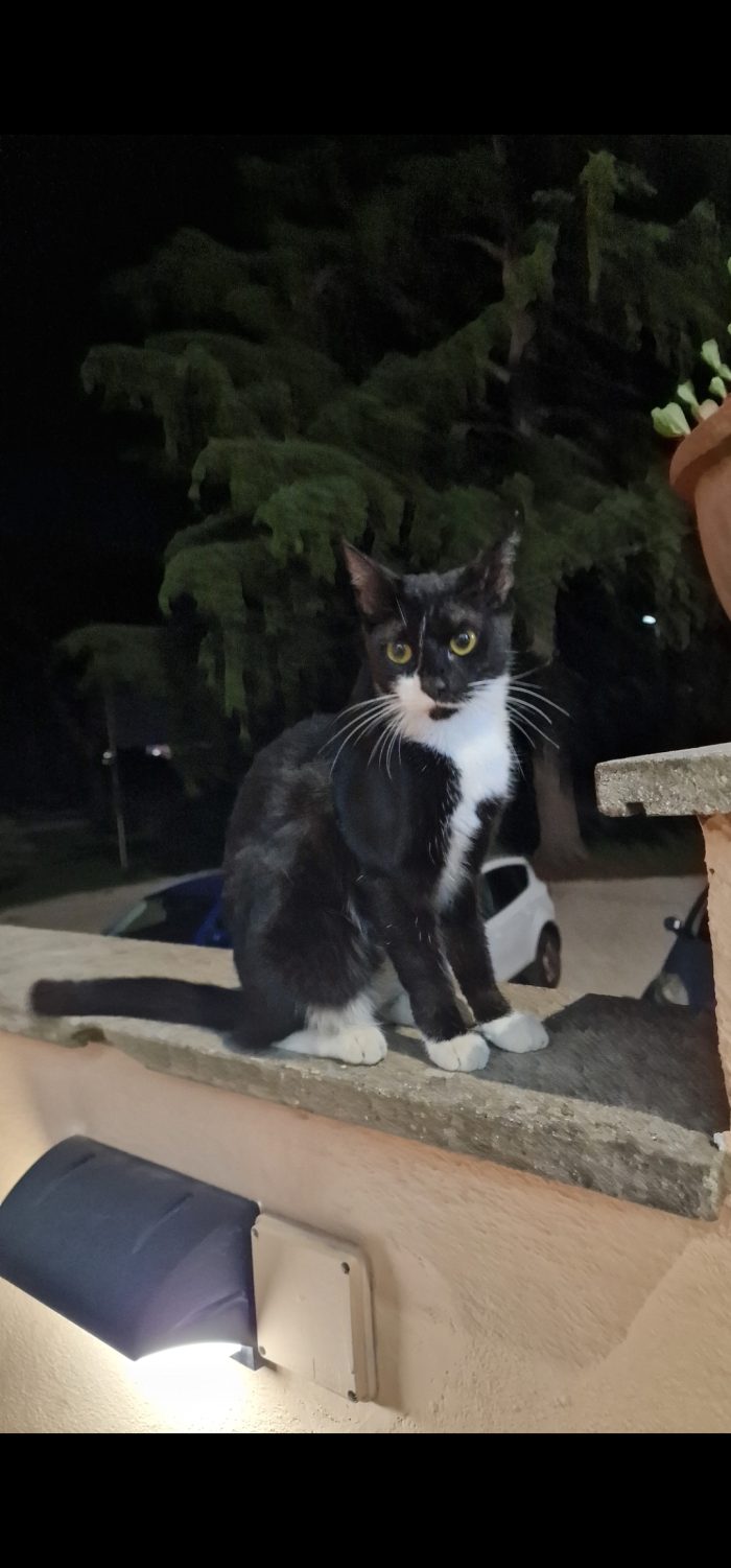 Lei è abbandonato nella strada