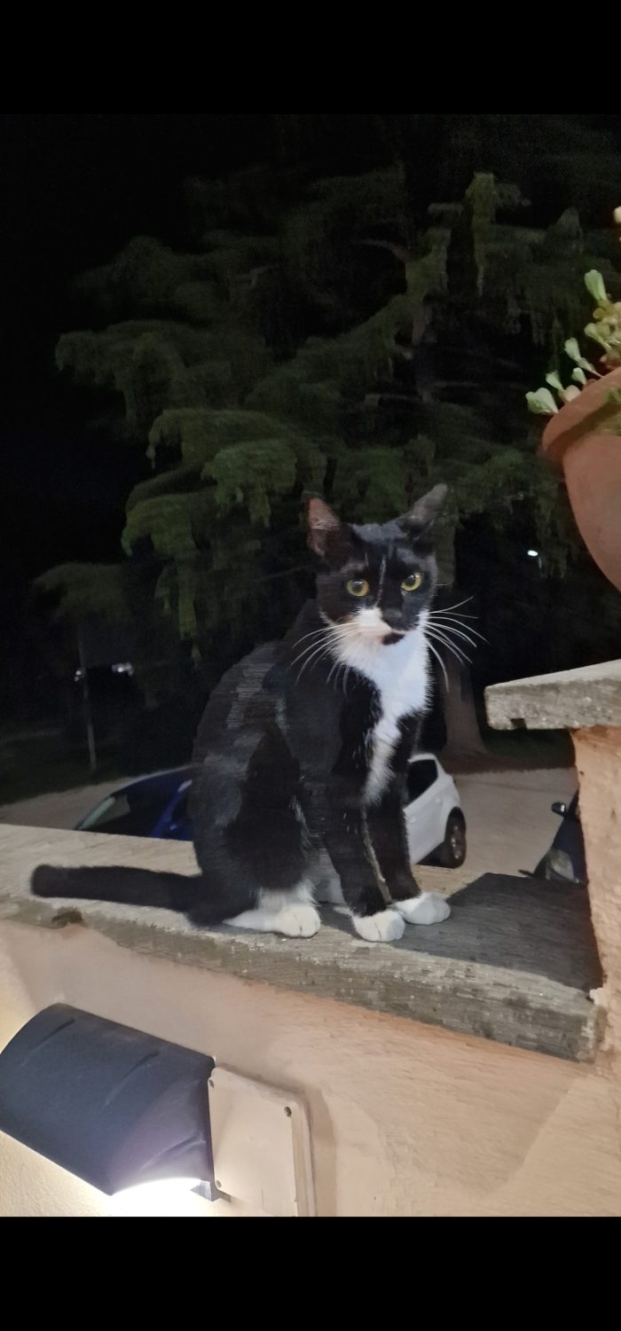 Lei è abbandonato nella strada