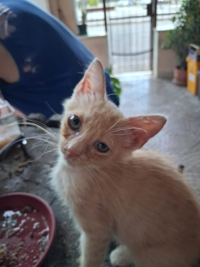 Gattini fratellini in cerca di famiglia