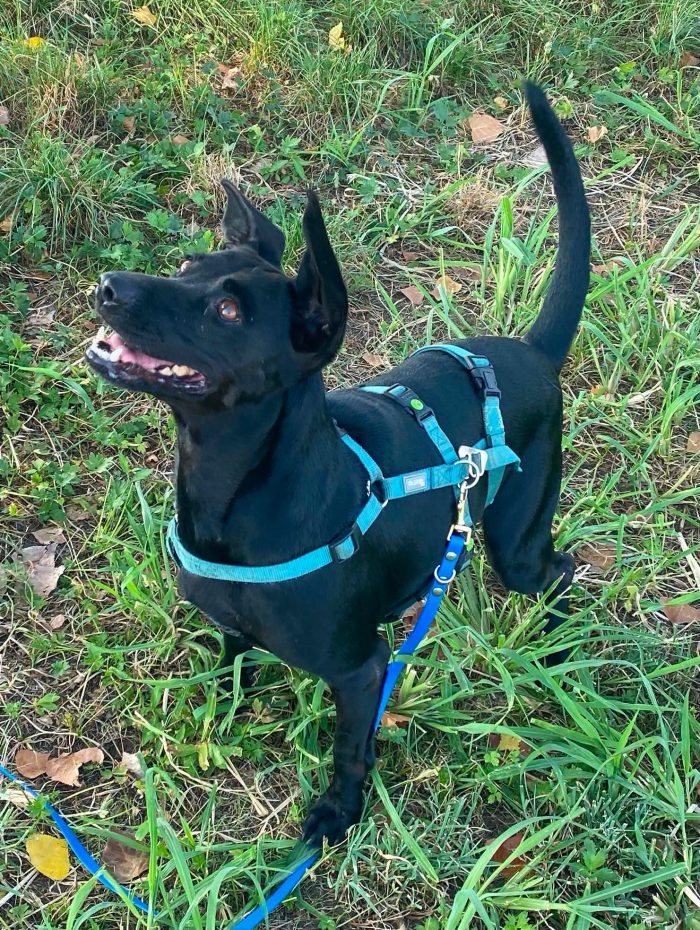 Lilly in cerca di famiglia