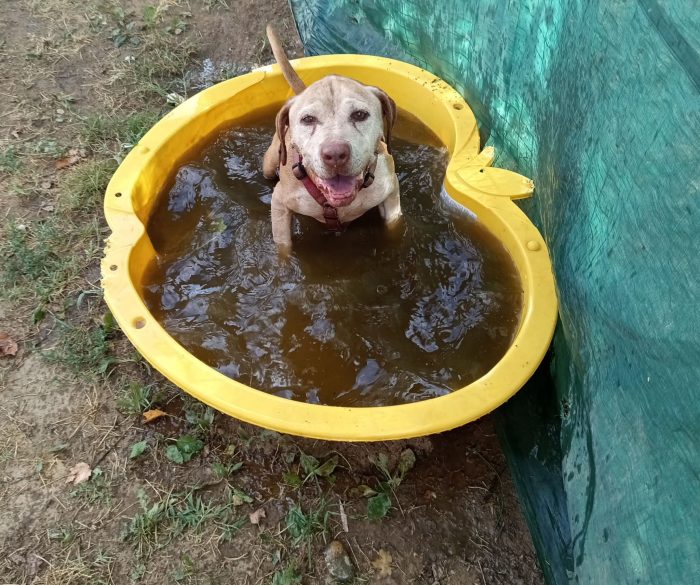 Rocky per qualcuno ma non per tutti