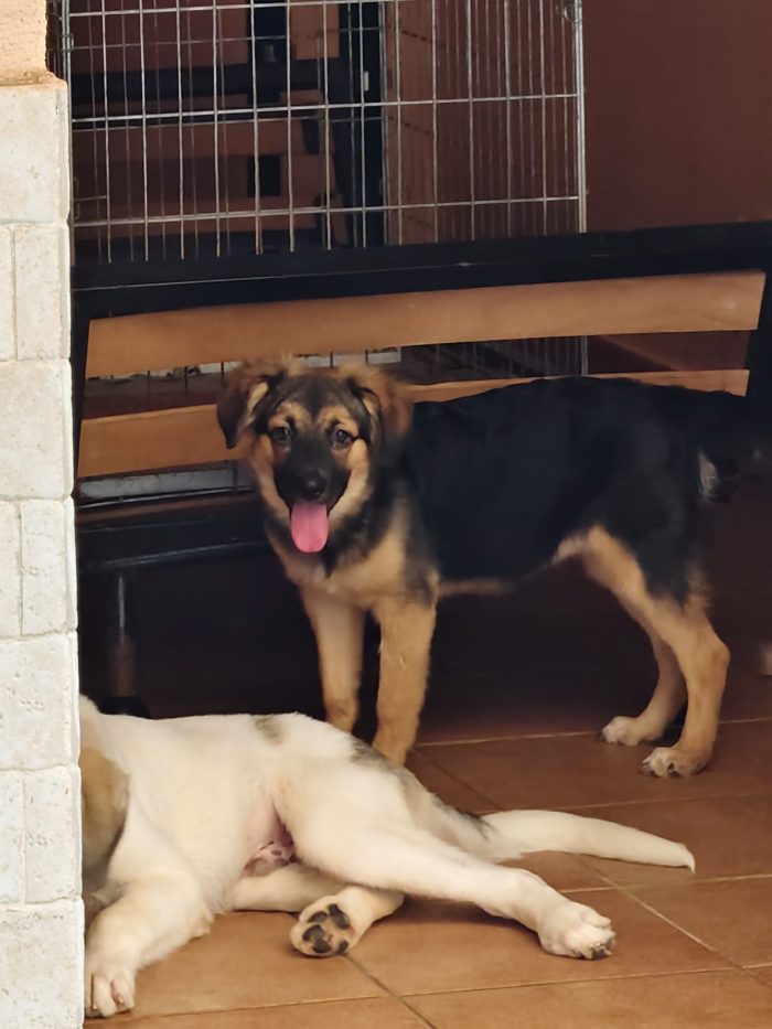 Gea dolcissima cucciola a pelo lungo