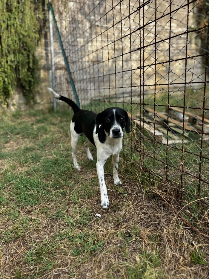 Bruce il simil pointer