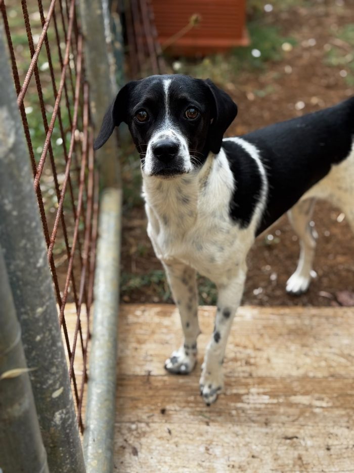 Bruce il simil pointer