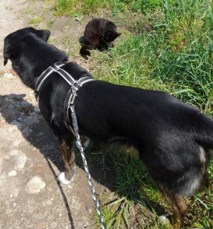 Loky 12/13anni A FINE AGOSTO LO STALLO FINISCE! MILANO URGENTE - media 4