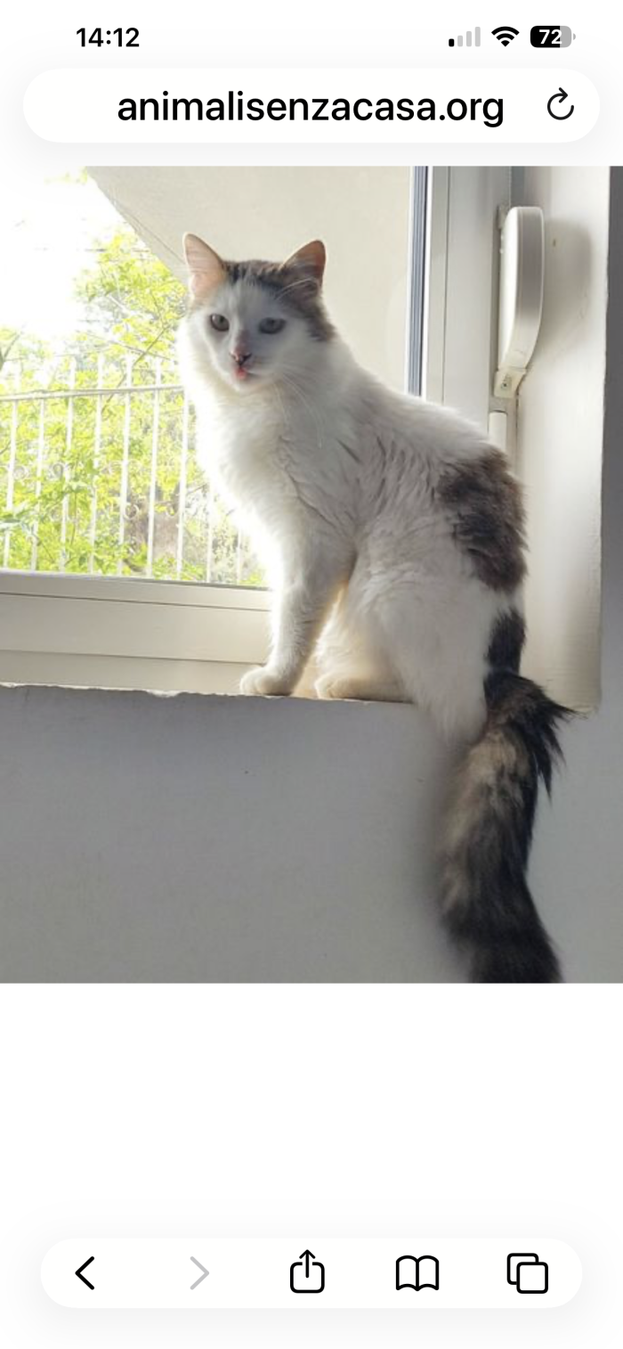Roman bellissimo micio a pelo lungo