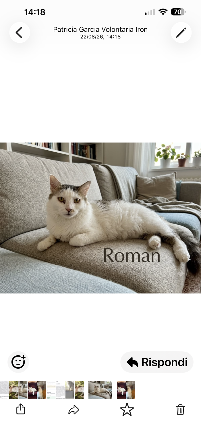 Roman bellissimo micio a pelo lungo