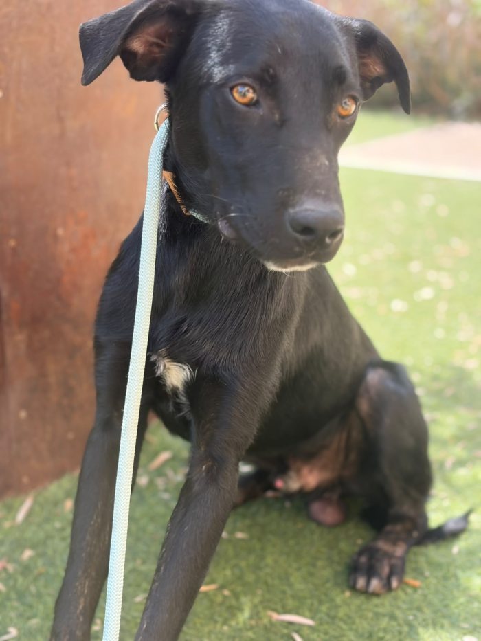 Thor 9/10mesi(mamma Labrador) nessuno lo nota perché nero! SICILIA SOS ABBANDONI