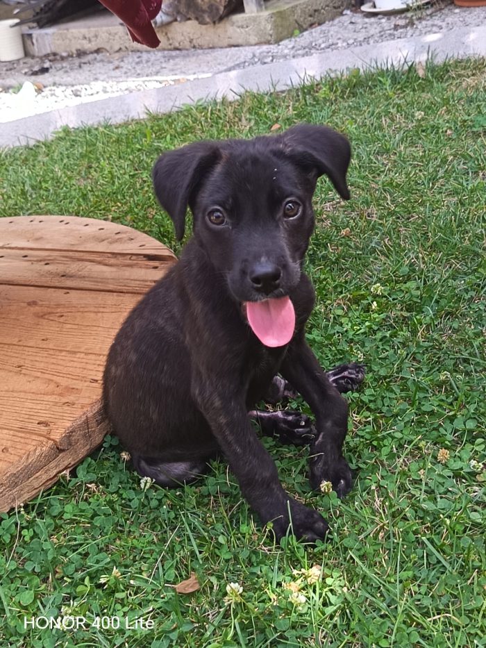 Zeila splendida dolce cucciola cerca casa - media 6