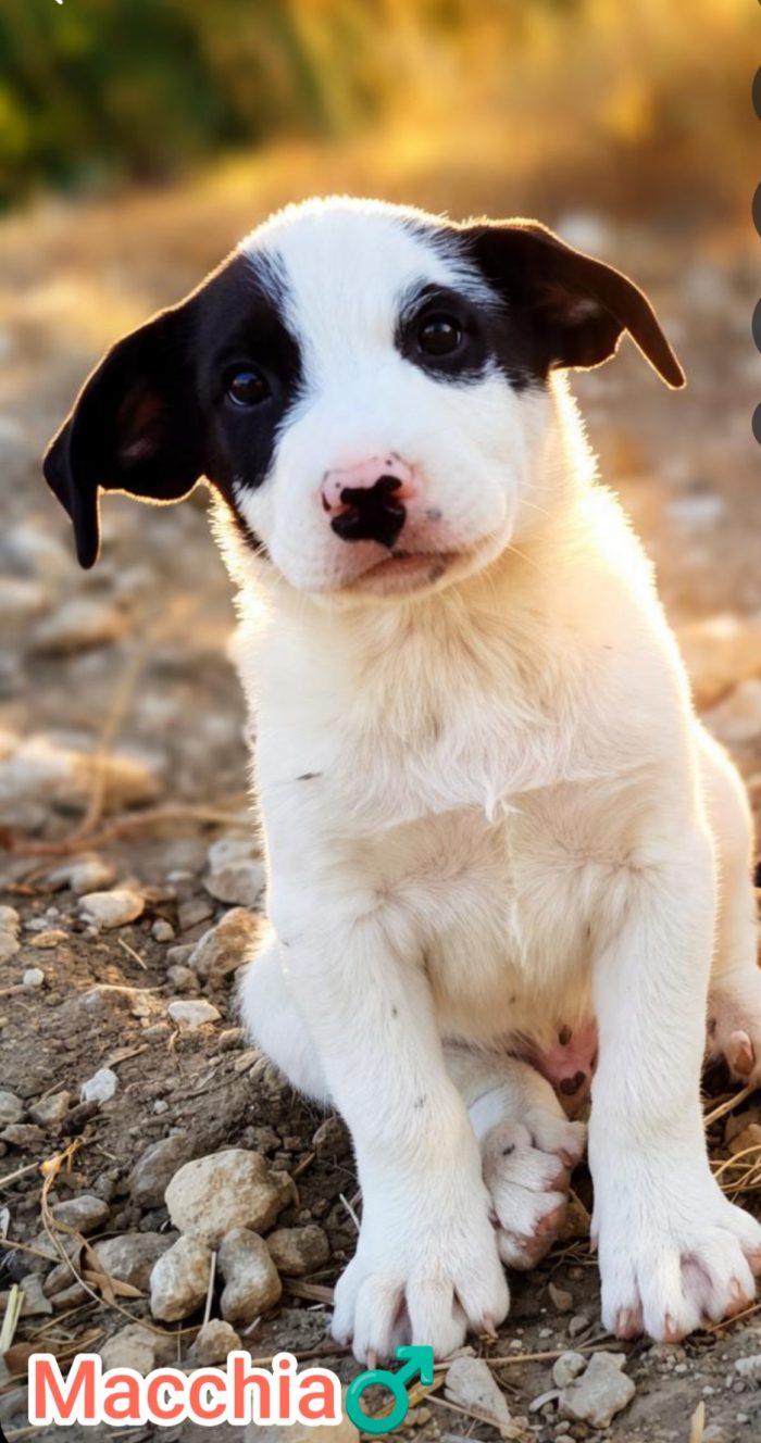Macchia, cucciolo mix maremmano