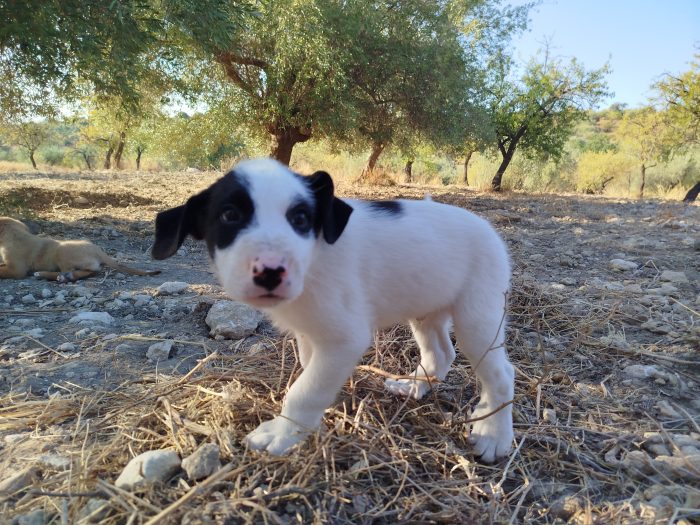 Macchia, cucciolo mix maremmano