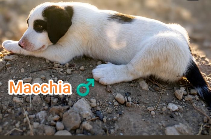 Macchia, cucciolo mix maremmano