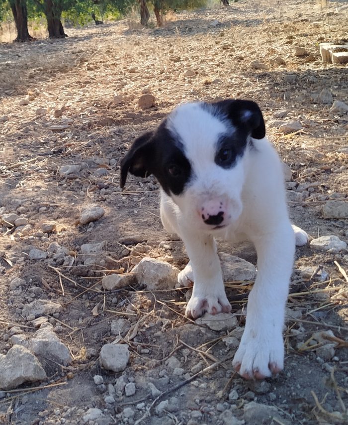 Macchia, cucciolo mix maremmano - media 4