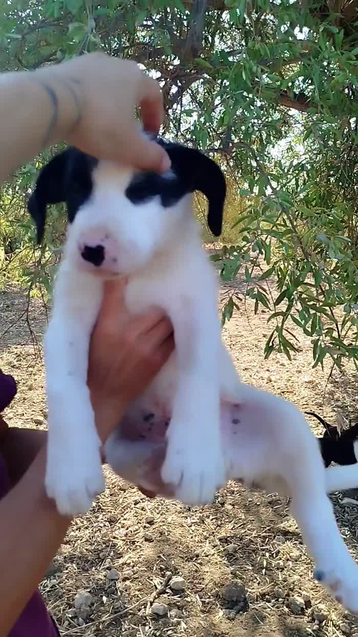Macchia, cucciolo mix maremmano - media 5