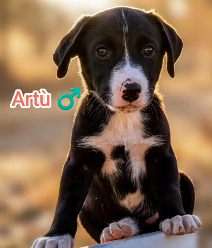 Artù,mix maremmano