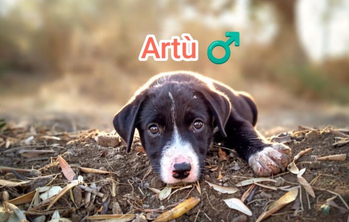 Artù,mix maremmano