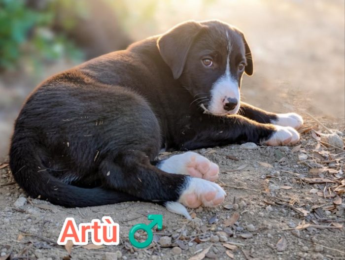 Artù,mix maremmano