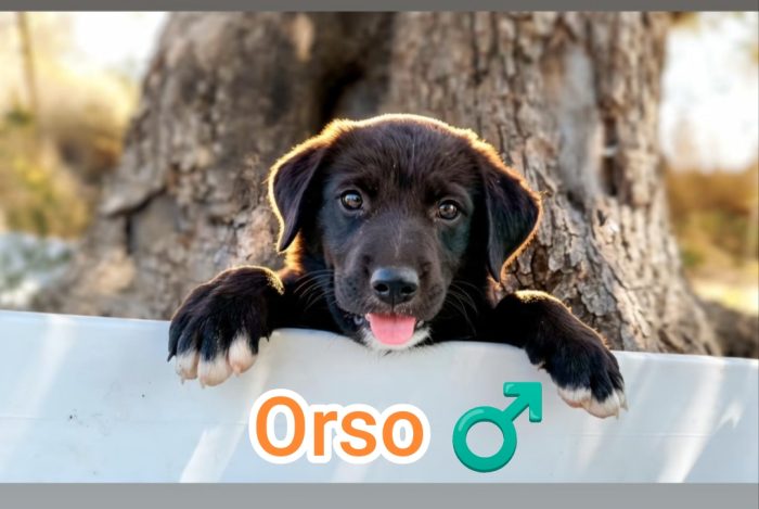 Orso,mix maremmano
