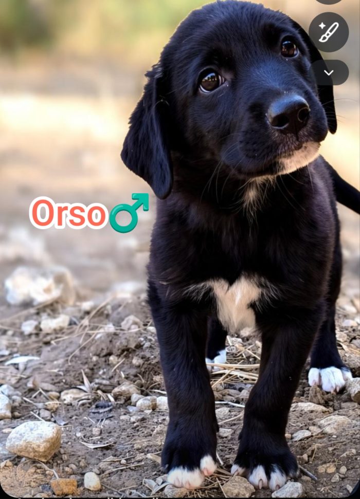 Orso,mix maremmano