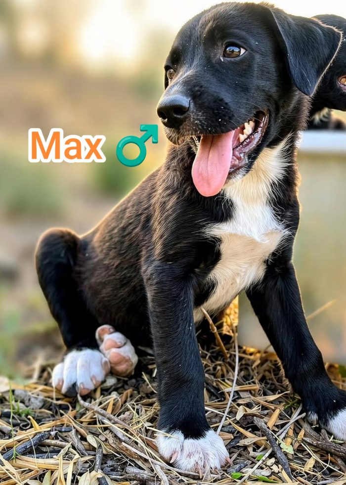 Max, mix Maremmano
